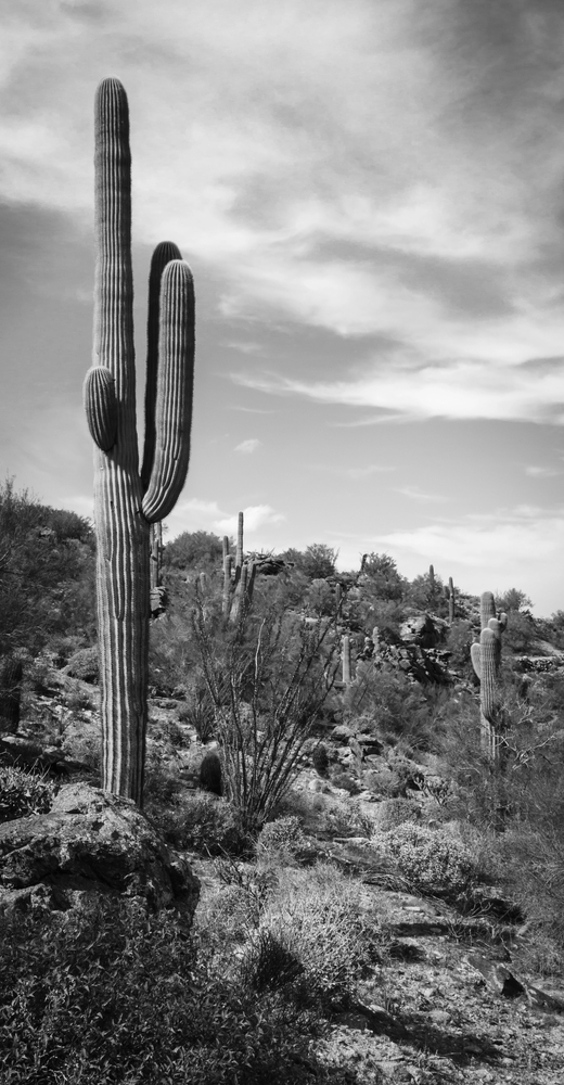 Neighborhoods for House Cleaning Services in Tucson