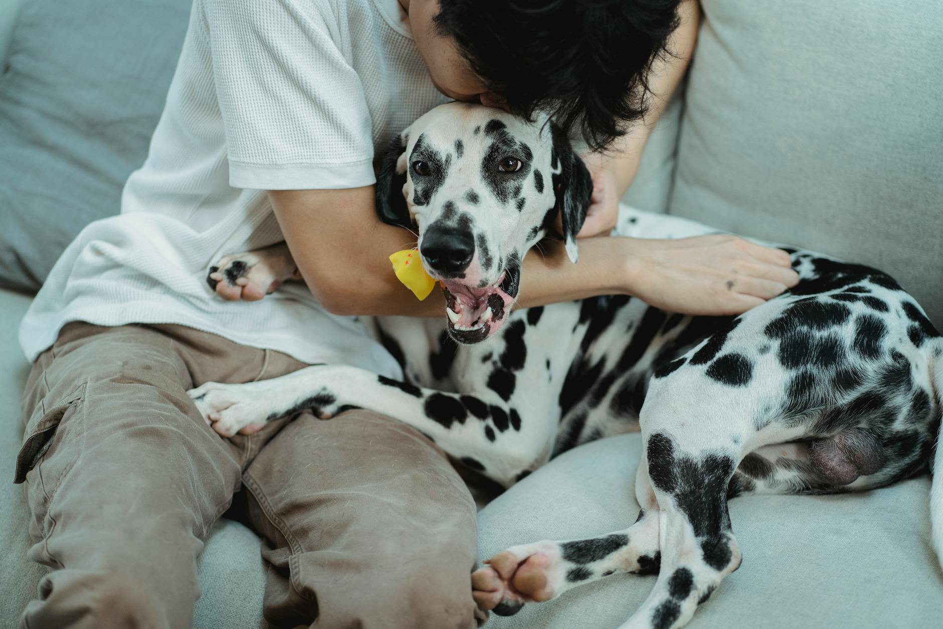 4 Ways to Reduce Pet Hair Everywhere in Your Queen Creek Home