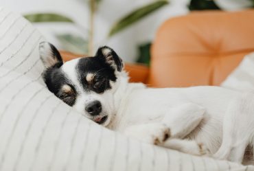 How to Get Rid of Pet Hair Everywhere in Your Home