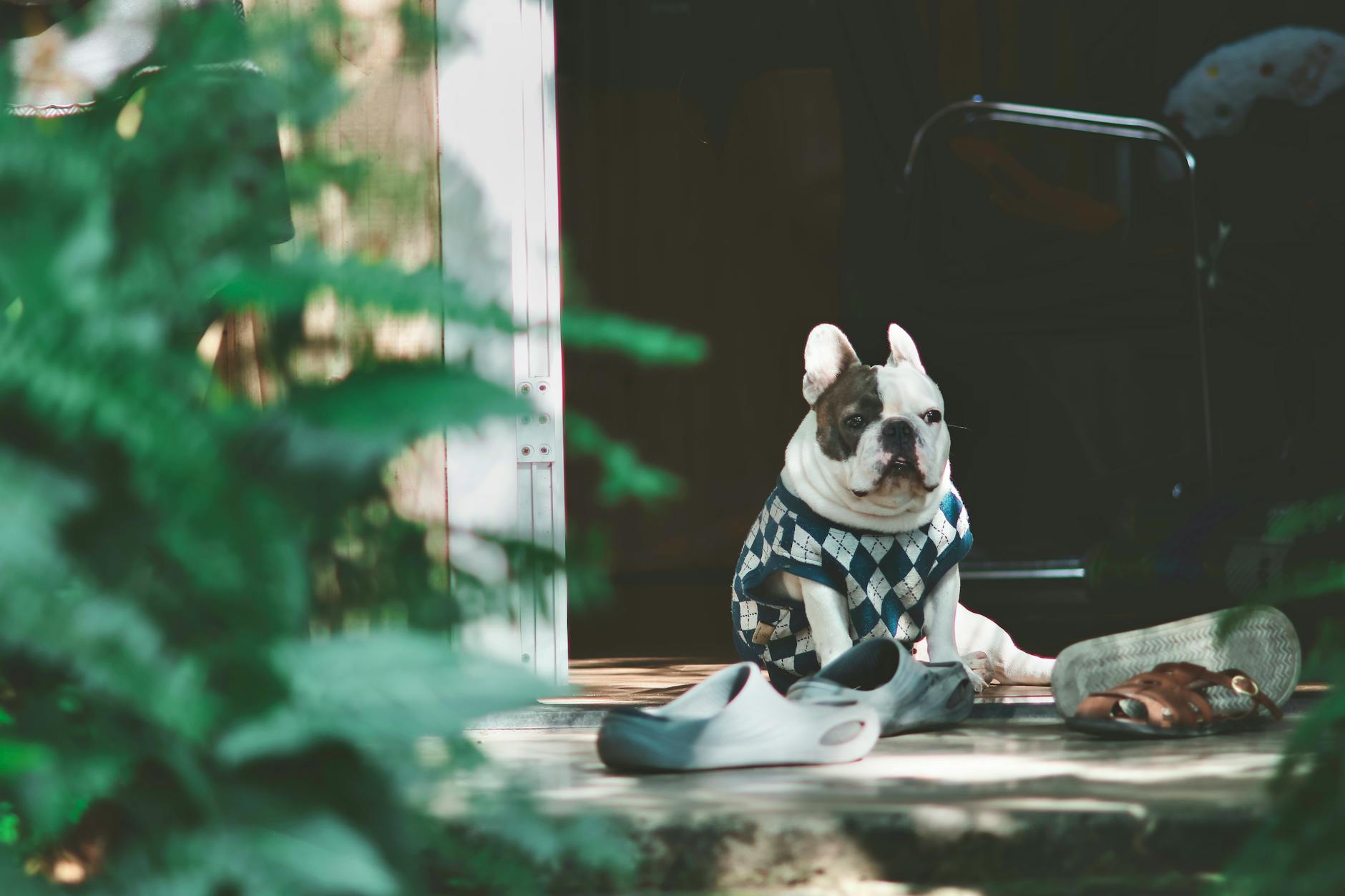 How to Remove Pet Hair from Clothes and Food in Flagstaff