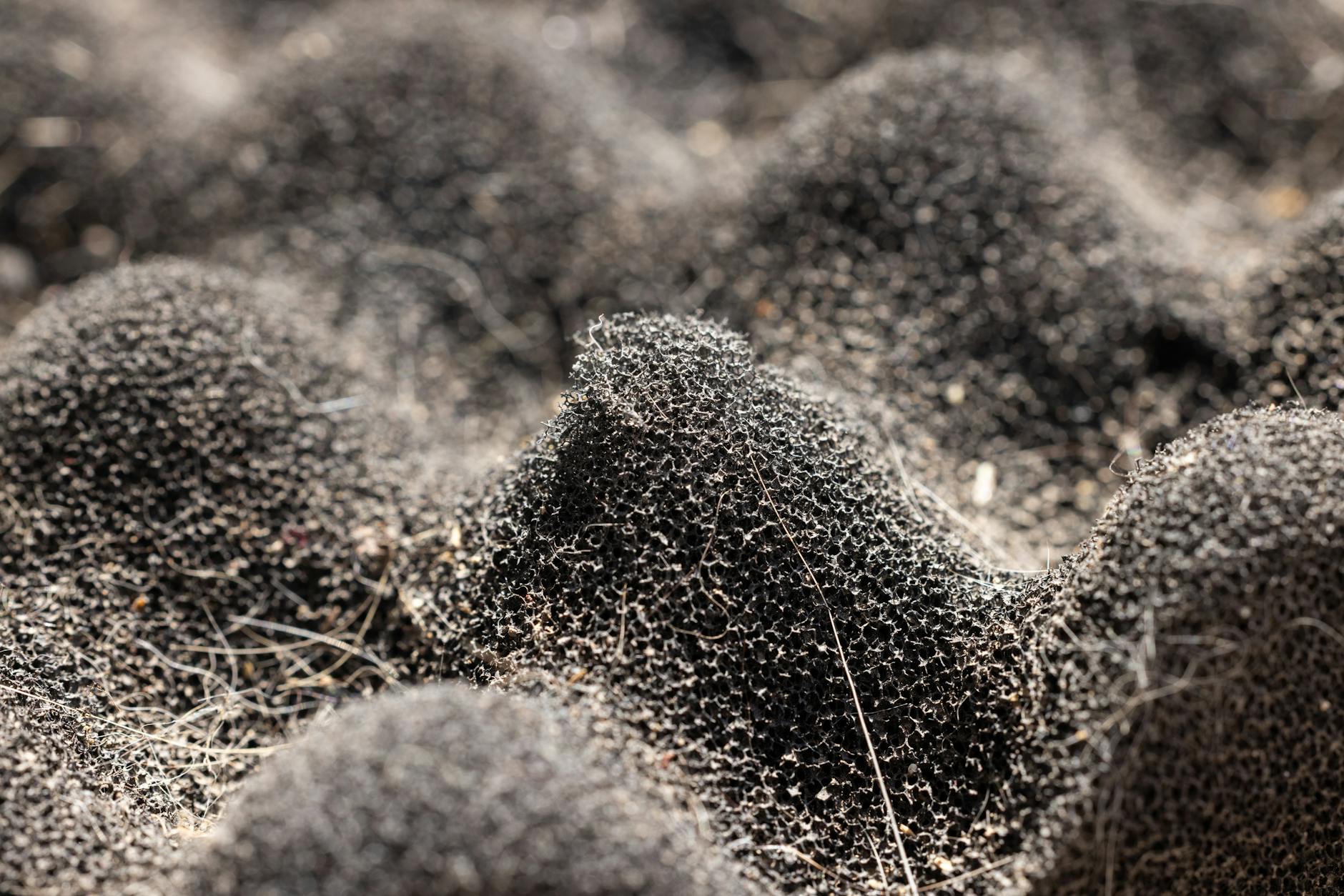 The Truth About Steam Cleaning Carpets in Chandler Homes